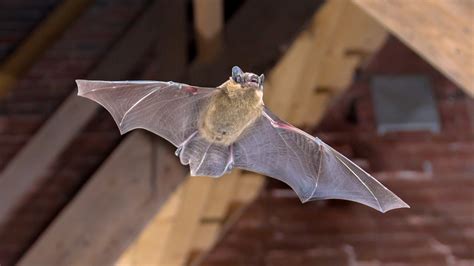 Why Bat Magix is the Preferred Choice of Pest Control Professionals